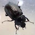 Platyceroides agassii