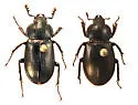 Platyceroides barrae