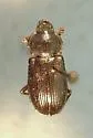 Platyceroides infernus