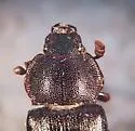 Platyceroides infernus - photo 2