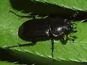Platyceroides infernus - photo 4
