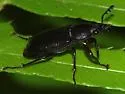 Platyceroides infernus - photo 5