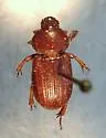 Platyceroides keeni