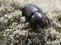 Platyceroides keeni - photo 4