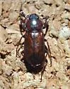 Platyceroides laticollis