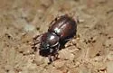 Platyceroides laticollis - photo 2