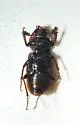 Platyceroides laticollis - photo 3