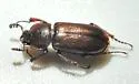 Platyceroides laticollis - photo 4