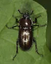 Platyceroides laticollis - photo 5