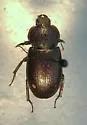Platyceroides latus
