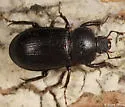 Platyceroides latus - photo 2