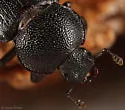 Platyceroides latus - photo 3