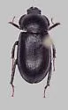 Platyceroides latus - photo 4