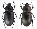 Platyceroides marshalli