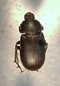 Platyceroides opacus - Platyceroides opacus