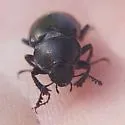 Platyceroides pampinatus