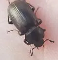 Platyceroides pampinatus - photo 2