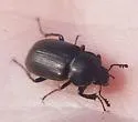 Platyceroides pampinatus - photo 3
