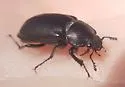 Platyceroides pampinatus - photo 4
