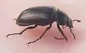 Platyceroides pampinatus - photo 5