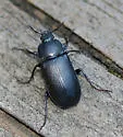 Platyceroides potax - photo 2