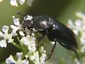 Platyceroides thoracicus - photo 2