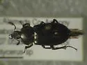 Platyceroides thoracicus - photo 3
