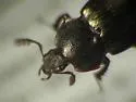 Platyceroides thoracicus - photo 4