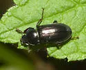 Platyceroides umpquus