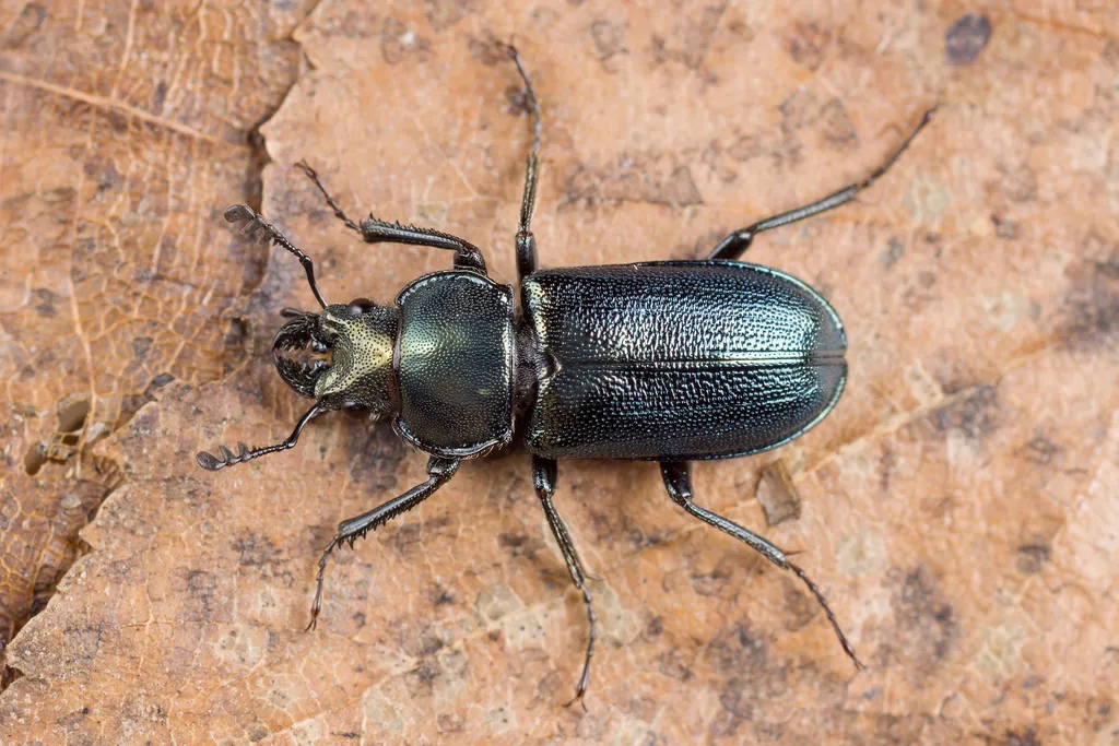 Platycerus caraboides - photo 2