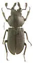 Platycerus cribripennis