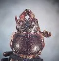Aspen Stag Beetle