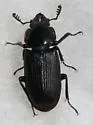 Aspen Stag Beetle - photo 2