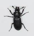 Aspen Stag Beetle - photo 3