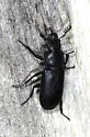 Aspen Stag Beetle - photo 4