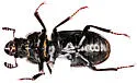 Aspen Stag Beetle - photo 5