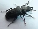Platycerus marginalis
