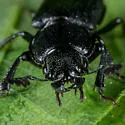 Platycerus marginalis - photo 2