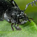 Platycerus marginalis - photo 3