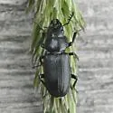 Platycerus marginalis - photo 5