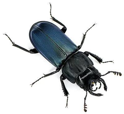 Platycerus oregonensis - photo 2