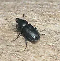 Oak Stag Beetle - photo 2