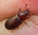 Oak Stag Beetle - photo 3