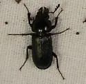 Oak Stag Beetle - photo 4