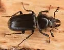 Oak Stag Beetle - photo 5