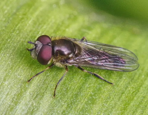 Platycheirus ambiguus