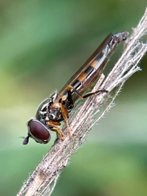 Platycheirus angustatus