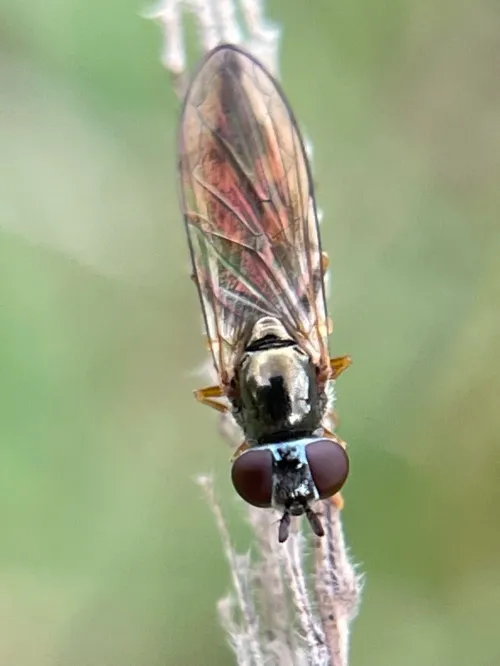 Platycheirus angustatus - photo 2