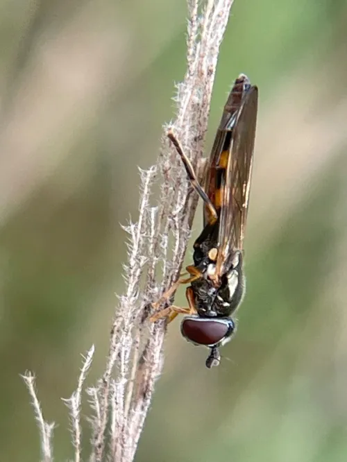 Platycheirus angustatus - photo 3