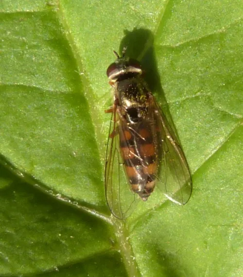 Platycheirus clypeatus